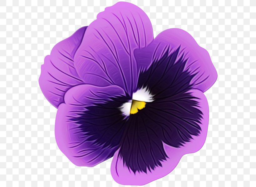 Violet Flower Petal Purple Plant, PNG, 582x600px, Watercolor, Flower, Flowering Plant, Paint, Pansy Download Free