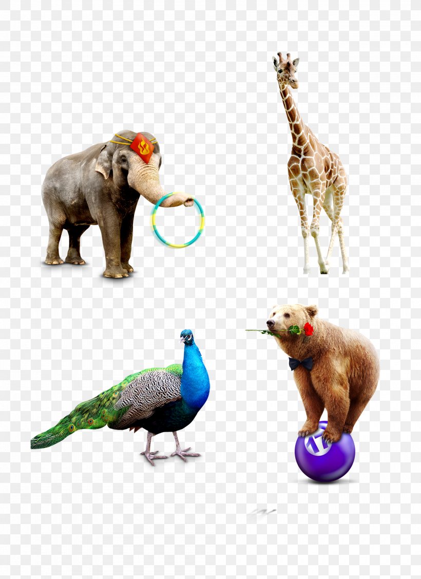 Animal World, PNG, 4000x5500px, Animal, Beak, Elephant, Fauna, Organism Download Free