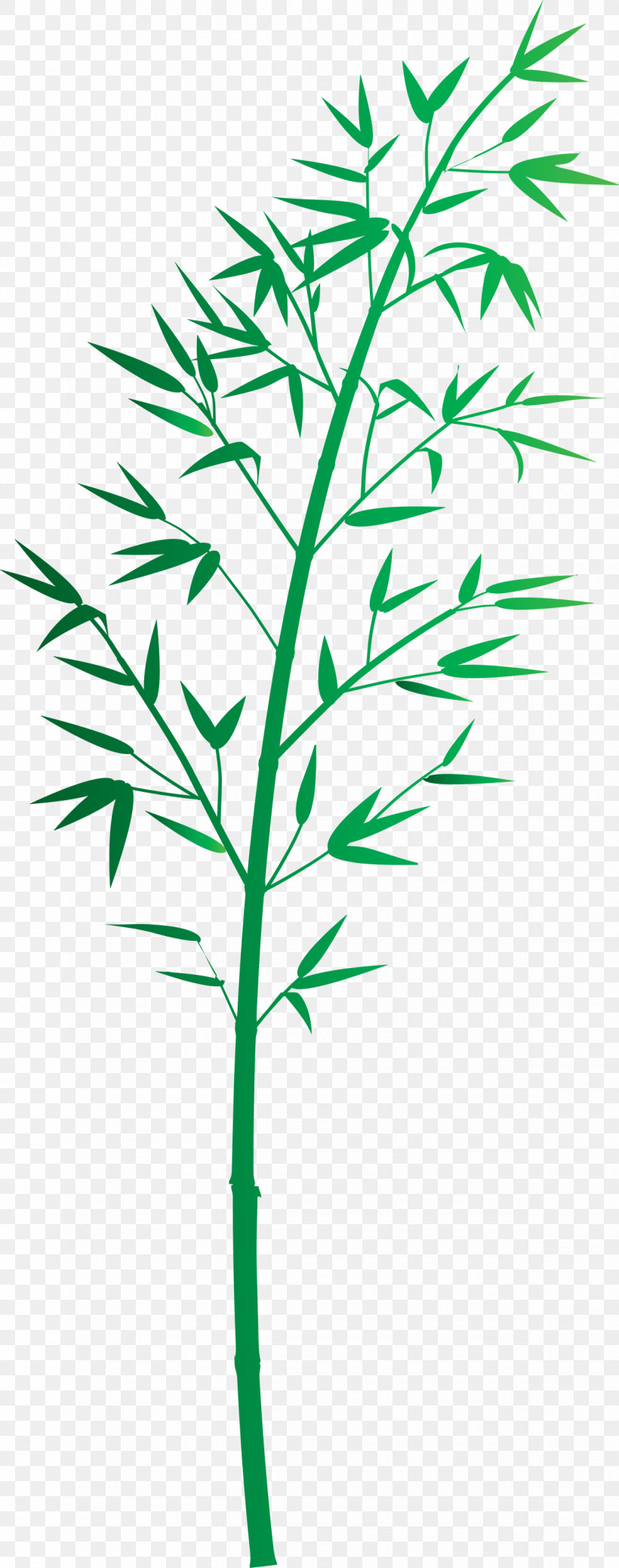 Bamboo Leaf, PNG, 1185x3000px, Bamboo, Flower, Grass, Grass Family, Herbaceous Plant Download Free