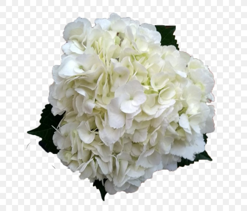 Cut Flowers French Hydrangea Plant Stem, PNG, 700x700px, Cut Flowers, Artificial Flower, Cornales, Floral Design, Floristry Download Free