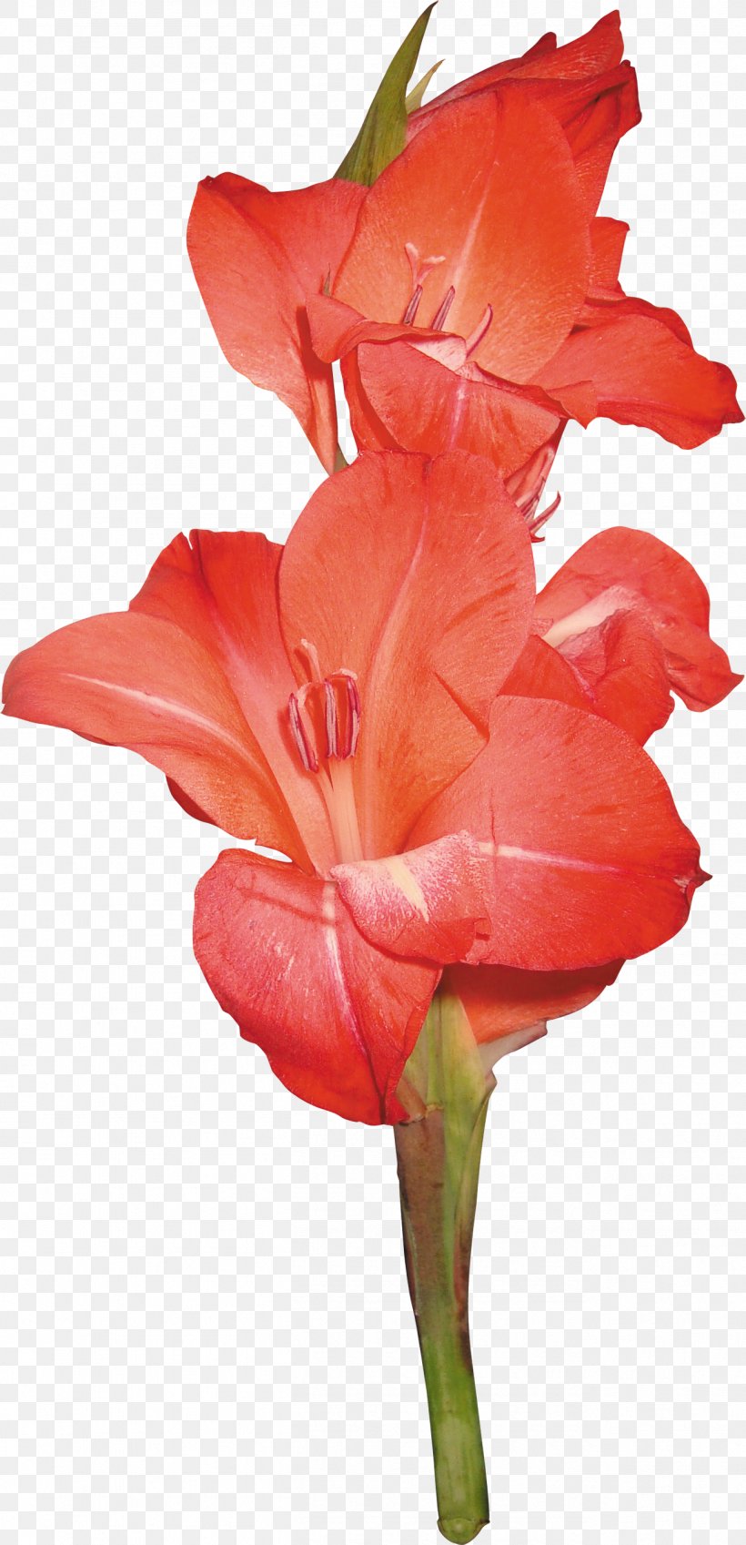 Gladiolus Cut Flowers Clip Art, PNG, 1304x2700px, Gladiolus, Amaryllis Belladonna, Amaryllis Family, Canna Family, Canna Lily Download Free