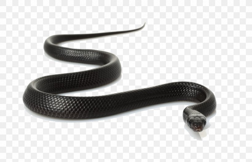 Black Rat Snake Clip Art, PNG, 1723x1114px, Snake, Black Mamba, Black Rat Snake, Carbon, Hardware Download Free