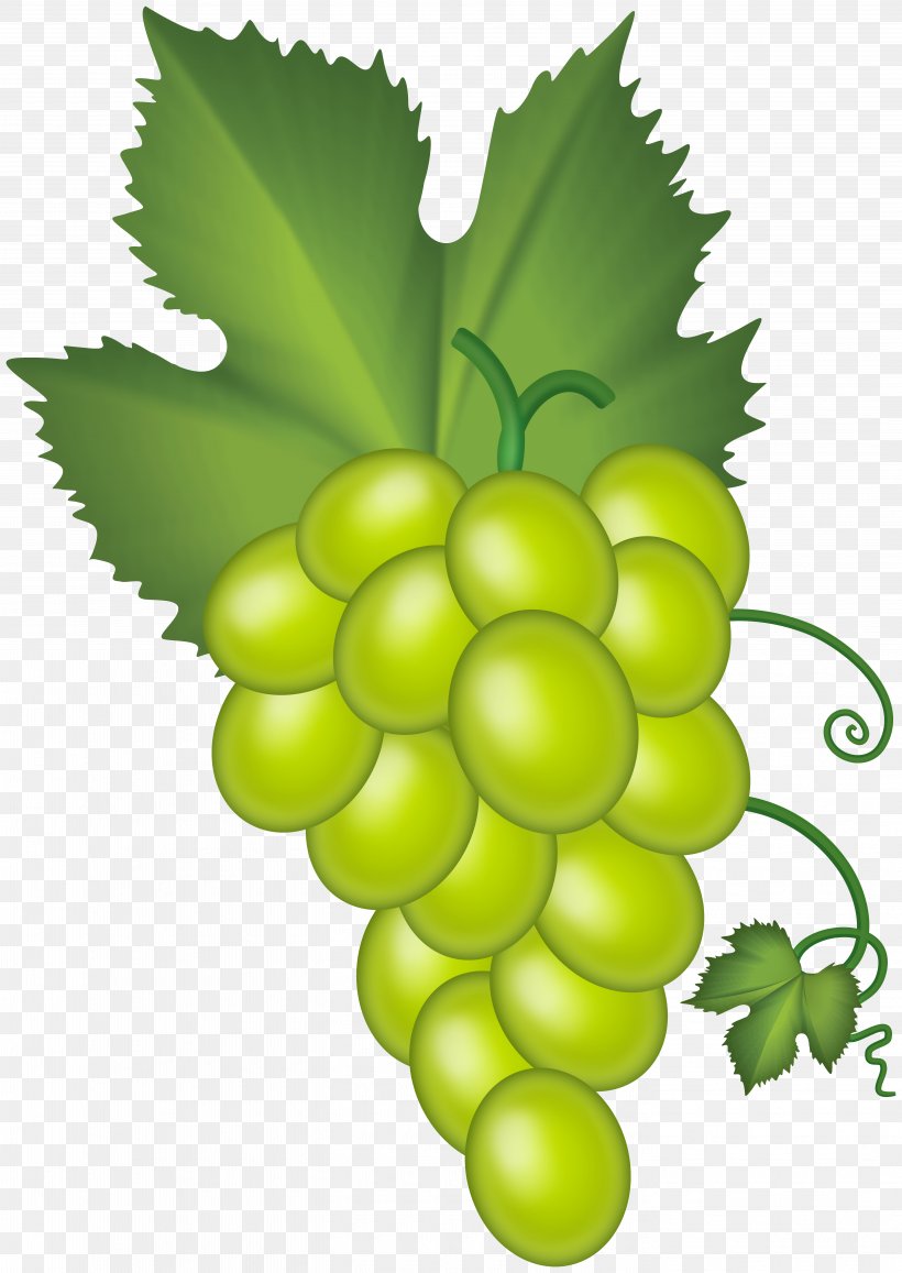 Grape Vector Graphics Clip Art Image, PNG, 5665x8000px, Grape, Car, Cartoon, Copyright, Dollar Coin Download Free