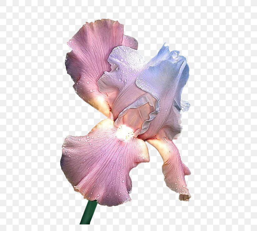 Irises Raster Graphics Clip Art, PNG, 535x740px, 3d Computer Graphics, Irises, Computer Graphics, Cut Flowers, Data Compression Download Free