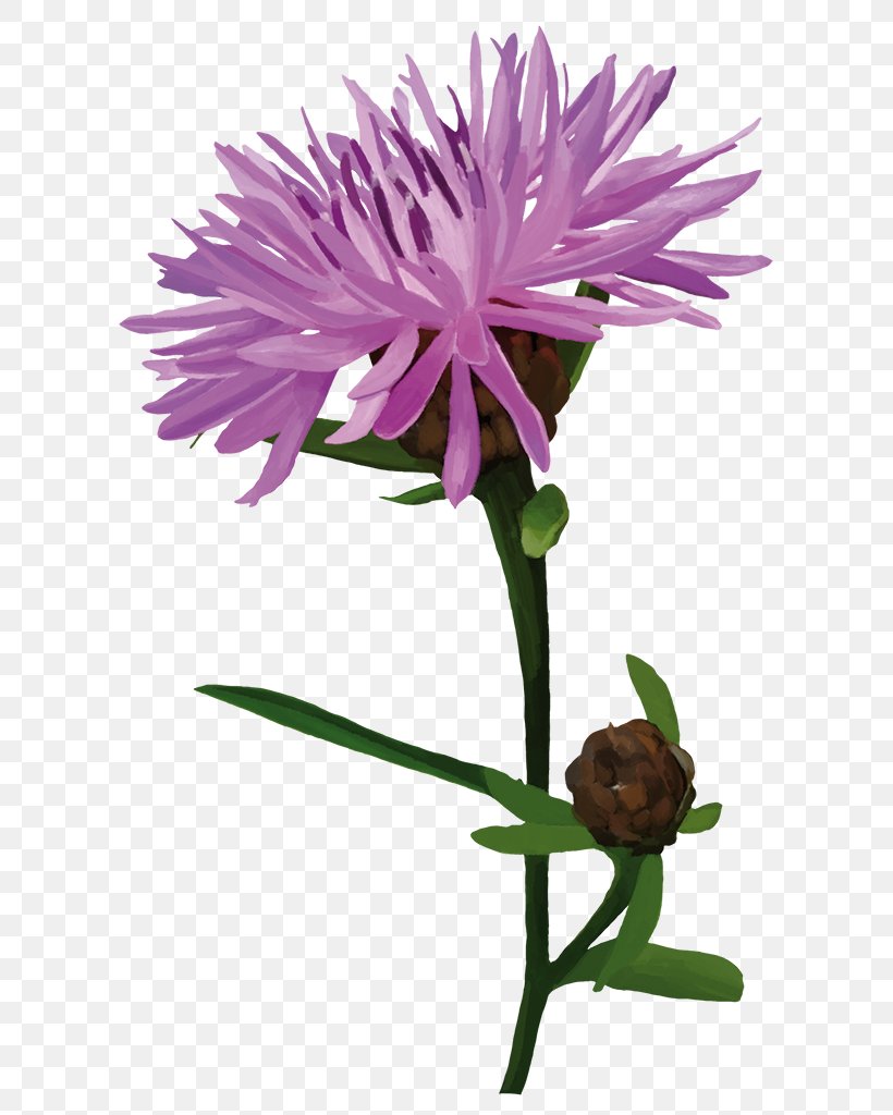 Silybum Plants Flower Pink Plant Stem, PNG, 613x1024px, Silybum, Annual Plant, Aster, Caterpillar, Competition Download Free