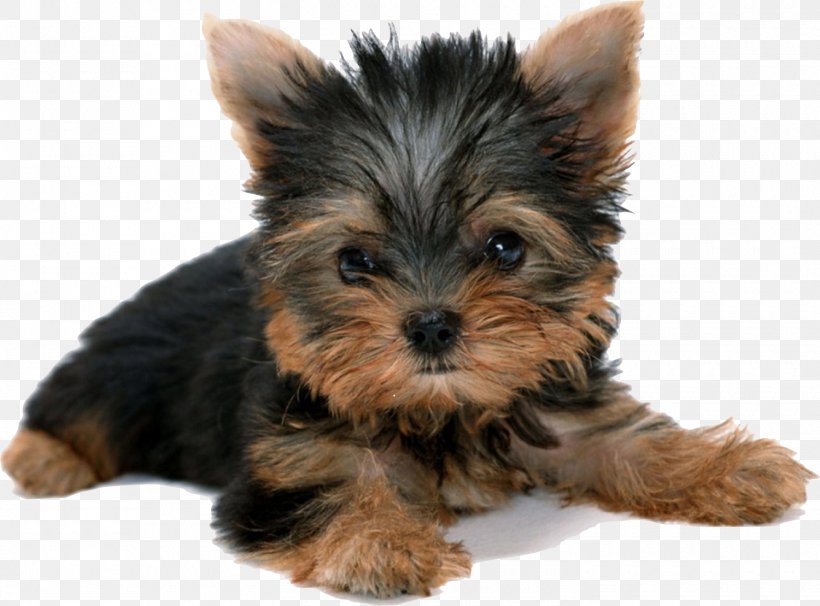 Yorkshire Terrier Puppy Desktop Wallpaper, PNG, 1500x1109px, Yorkshire Terrier, Australian Silky Terrier, Biewer Terrier, Carnivoran, Coat Download Free