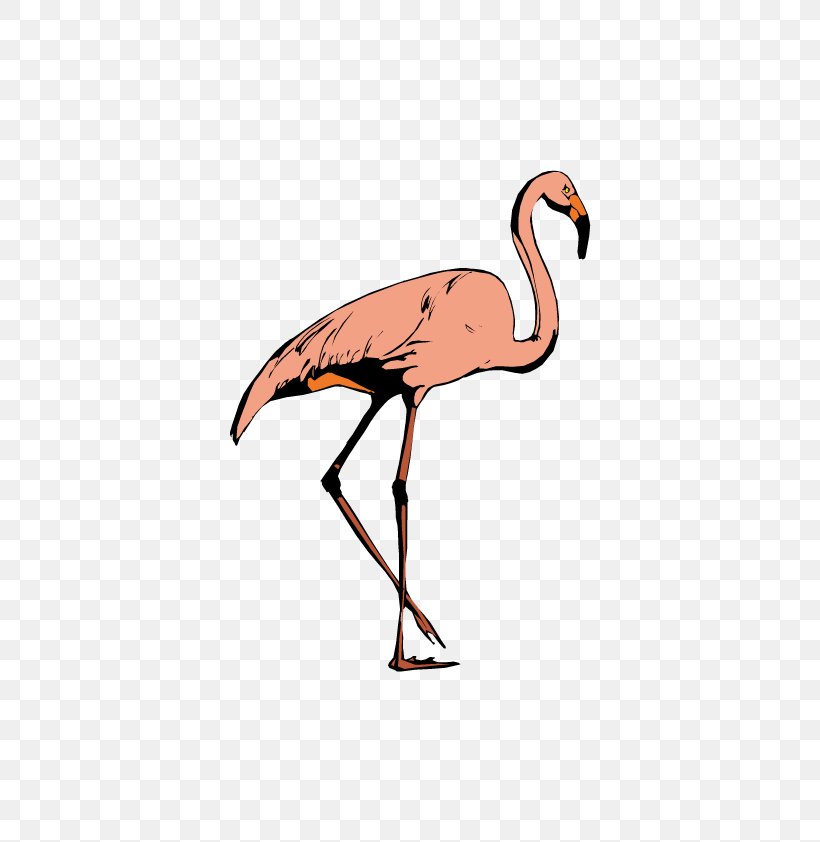 Bird Crane Greater Flamingo Ciconia, PNG, 595x842px, Bird, Animal, Beak, Cartoon, Ciconia Download Free