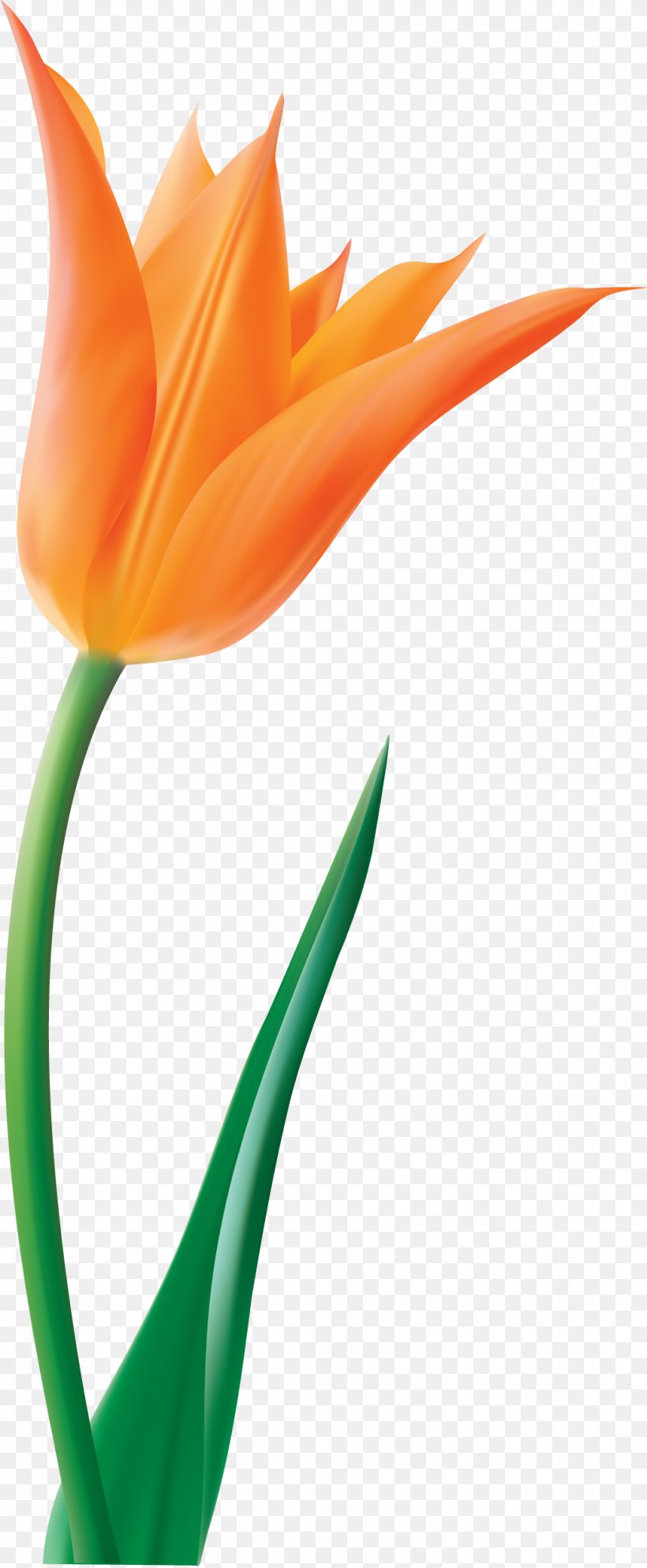 Indira Gandhi Memorial Tulip Garden Flower Clip Art, PNG, 1032x2500px, Indira Gandhi Memorial Tulip Garden, Cut Flowers, Drawing, Flower, Flowering Plant Download Free