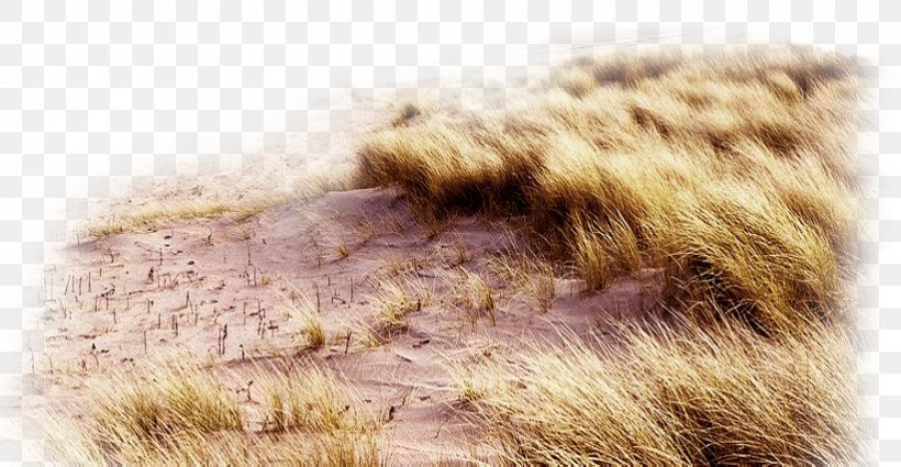 Realism, PNG, 822x427px, Realism, Fur, Grass, Grass Family, Material Download Free