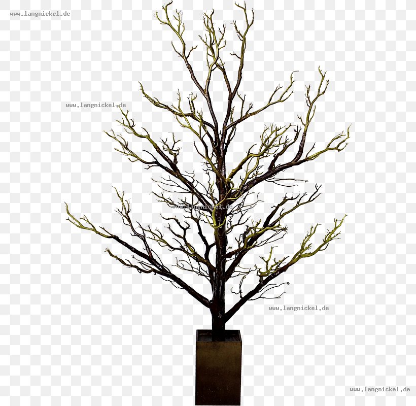 Twig Tree Bonsai Branch Wood, PNG, 800x800px, Twig, Bedroom, Birch, Bonsai, Branch Download Free