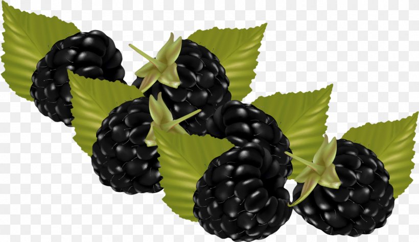 Boysenberry Frutti Di Bosco Fruit Raspberry, PNG, 1487x860px, Berry, Apricot, Auglis, Blackberry, Blackcurrant Download Free
