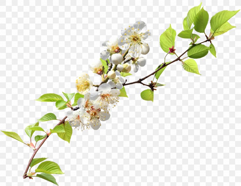 Branch Clip Art, PNG, 2500x1930px, Branch, Blossom, Cherry Blossom, Flower, Leaf Download Free