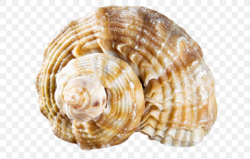 Cockle Seashell Conchology Molluscs, PNG, 650x522px, Cockle, Animal, Clam, Clams Oysters Mussels And Scallops, Conch Download Free