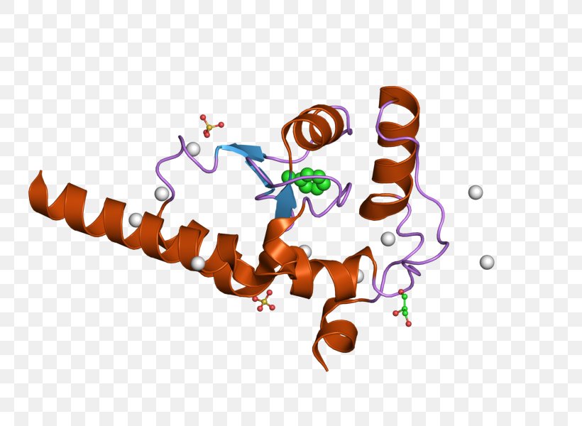 Protein Gene HRB Clip Art, PNG, 800x600px, Protein, Computer, Domain Of A Function, Finger, Gene Download Free