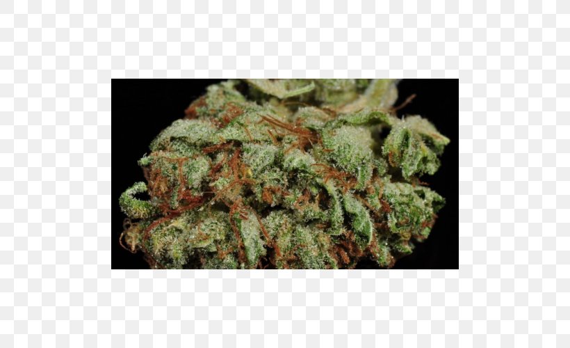 Seed Bank Cannabis Seed Company Skunk, PNG, 500x500px, Seed, Autoflowering Cannabis, Cannabis, Cannabis Sativa, Durban Poison Download Free