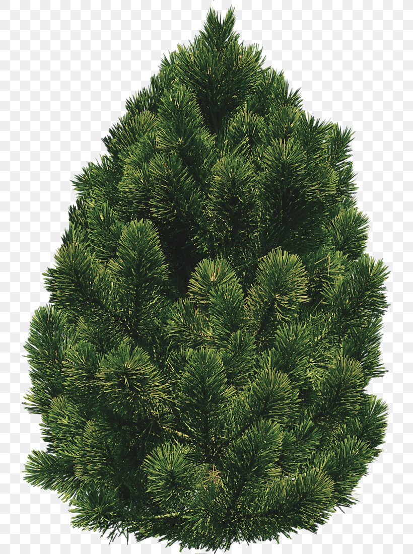 Shrub Tree Clip Art, PNG, 733x1100px, Shrub, Biome, Christmas Decoration, Christmas Tree, Conifer Download Free