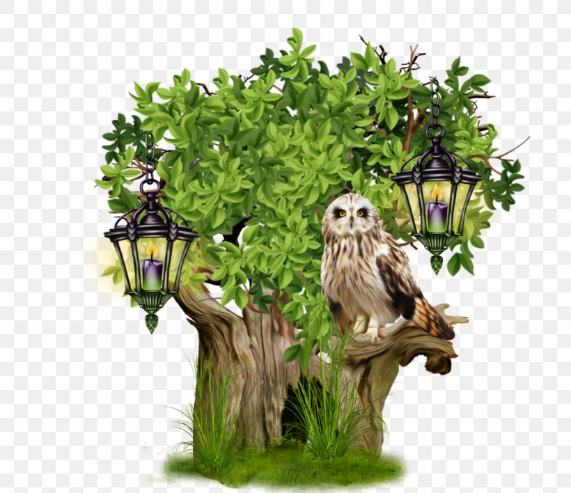 Bird Tree Owl, PNG, 1024x885px, Bird, Animal, Beak, Bird Of Prey, Branch Download Free