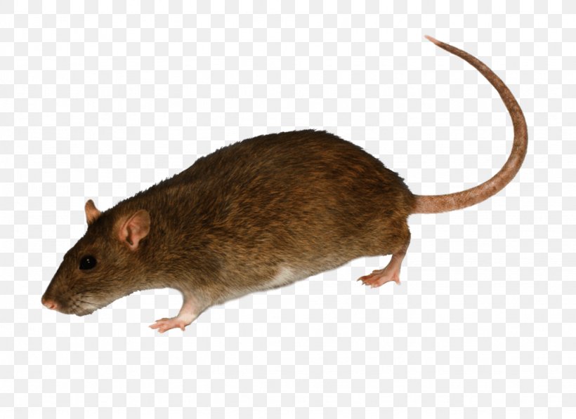Brown Rat White House Black Rat Mouse Rodent, PNG, 1024x746px, Brown Rat, Animal, Black Rat, Dormouse, Exterminator Download Free
