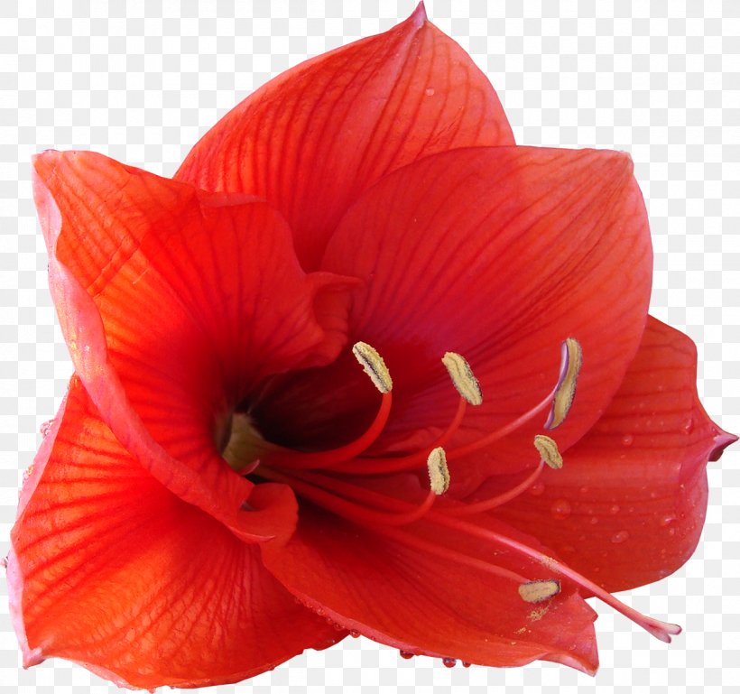 Flower Plant Clip Art, PNG, 1200x1126px, Flower, Amaryllis, Amaryllis Belladonna, Amaryllis Family, Blog Download Free