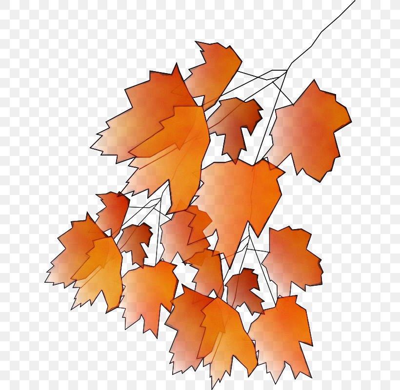 Maple Leaf, PNG, 638x800px, Watercolor, Biology, Leaf, Line, Maple Download Free