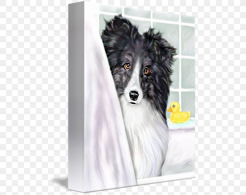 Shetland Sheepdog Dog Breed Australian Shepherd Miniature American Shepherd Border Collie, PNG, 494x650px, Shetland Sheepdog, Australian Shepherd, Black White, Blanket, Border Collie Download Free