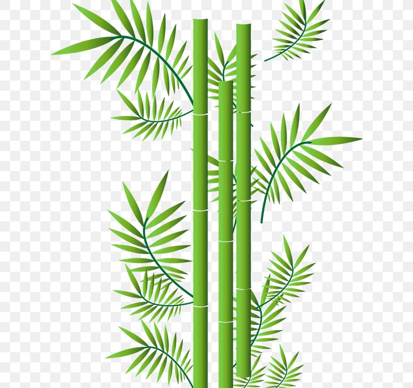 Tropical Woody Bamboos Vector Graphics Drawing, PNG, 620x771px, Bamboo, American Larch, Arecales, Attalea Speciosa, Botany Download Free