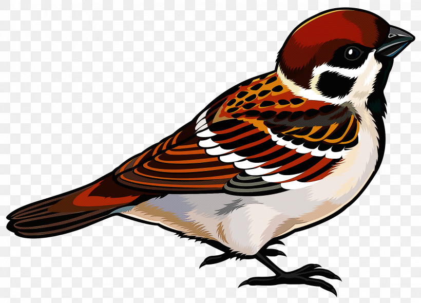 Bird Beak Finch Sparrow Perching Bird, PNG, 2048x1476px, Bird, Beak, Chickadee, Finch, Perching Bird Download Free