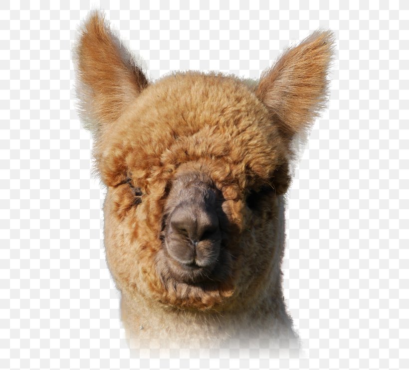 Alpaca Llama Fur Snout Terrestrial Animal, PNG, 541x743px, Alpaca, Animal, Camel Like Mammal, Fur, Livestock Download Free