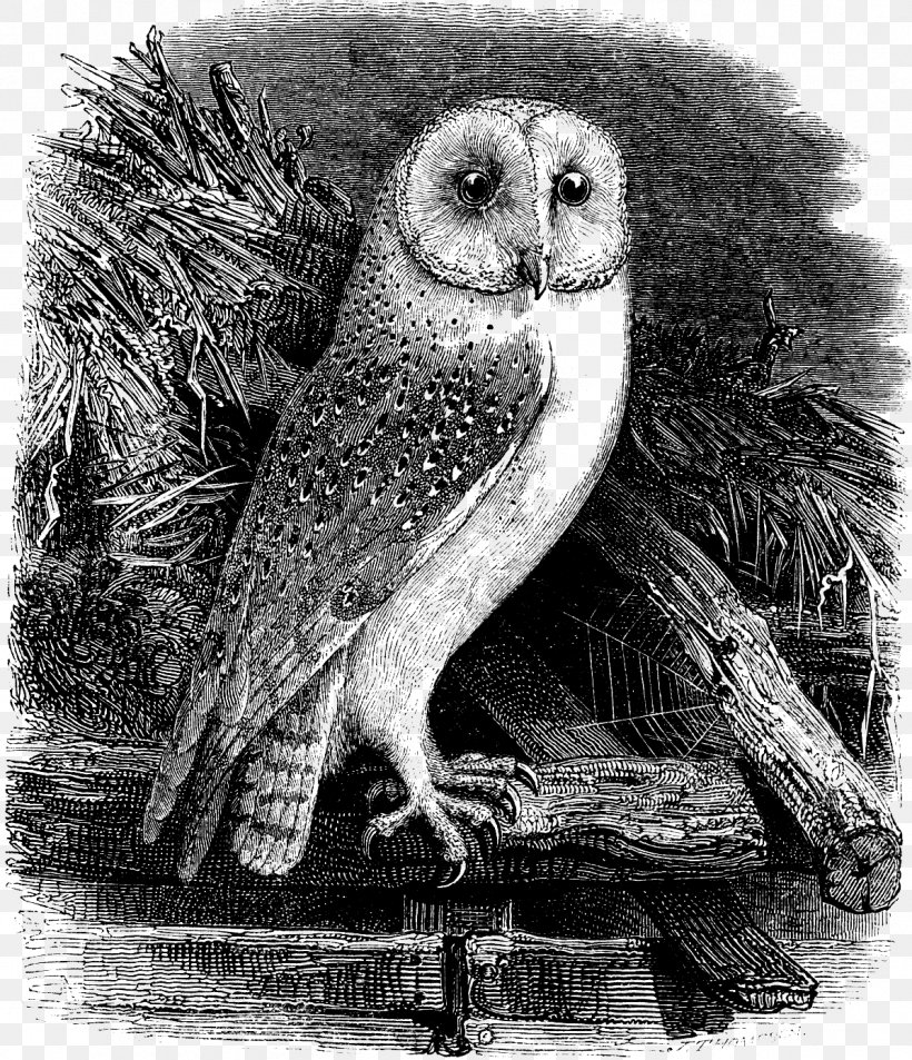 Barn Owl Clip Art, PNG, 1196x1391px, Owl, Barn Owl, Beak, Bird, Bird Of Prey Download Free