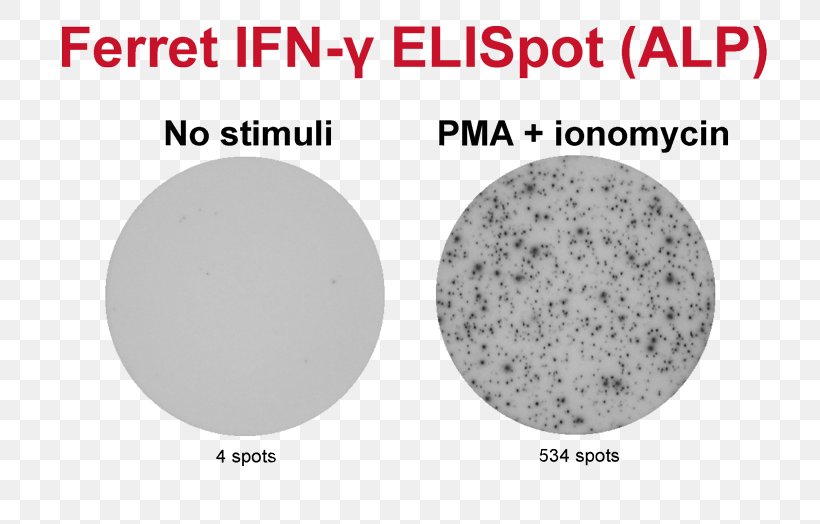 ELISPOT Granzyme Assay B Cell T Cell, PNG, 800x524px, Granzyme, Antibody, Antigen, Area, Assay Download Free