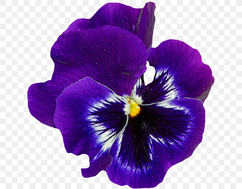 Sweet Violet Flower Pansy, PNG, 639x640px, Sweet Violet, Blue, Color, Flower, Flower Garden Download Free