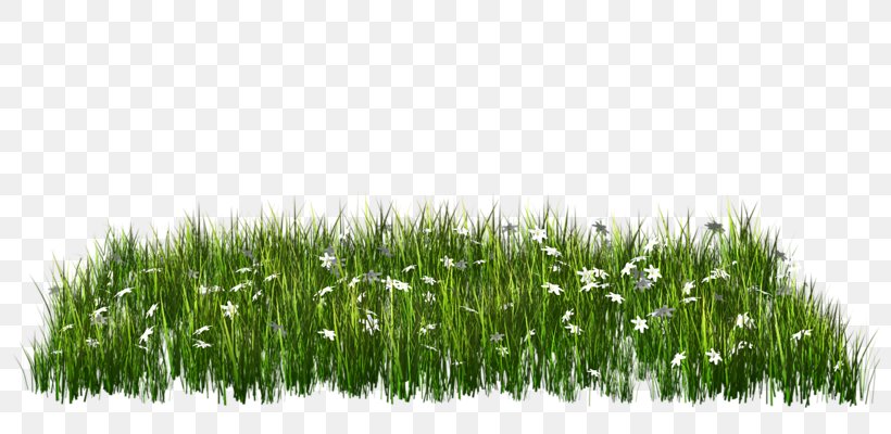 Sky And Grass, PNG, 800x400px, Rgb Color Model, Commodity, Computer Software, Data Compression, Grass Download Free