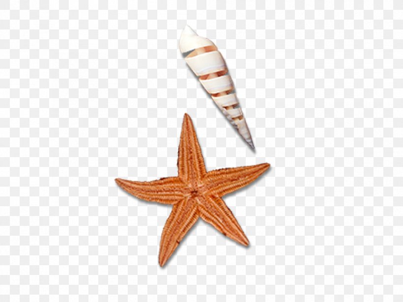 Starfish Sea Snail Designer, PNG, 992x744px, Starfish, Designer, Echinoderm, Orange, Sea Snail Download Free