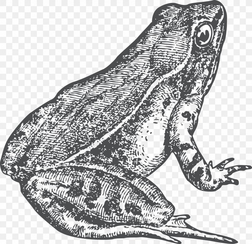 Toad True Frog Drawing, PNG, 1911x1852px, Toad, Amphibian, Art, Black And White, Cartoon Download Free