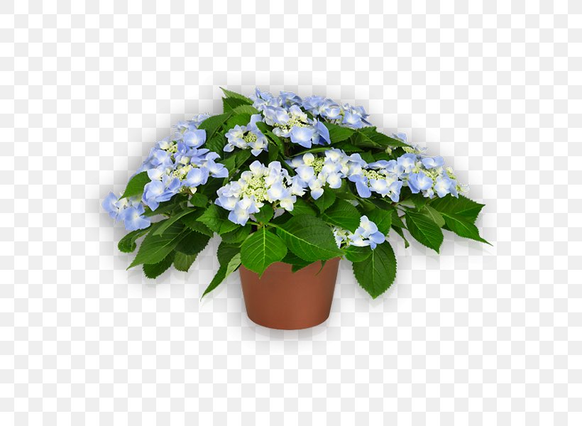 Blue Violet Lilac Hydrangea Plant, PNG, 600x600px, Blue, Annual Plant, Bellflower Family, Borage Family, Cobalt Blue Download Free