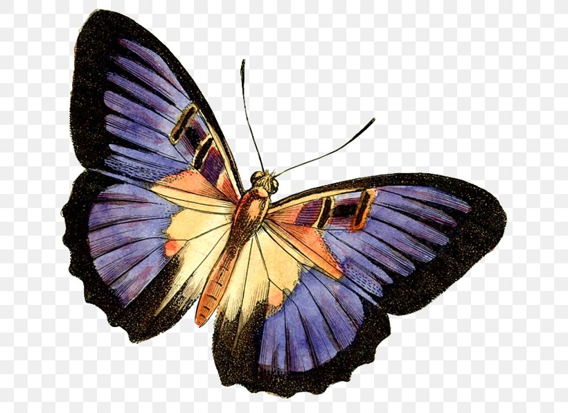 Butterfly Clip Art, PNG, 650x596px, Butterfly, Arthropod, Blog, Brush Footed Butterfly, Colias Download Free
