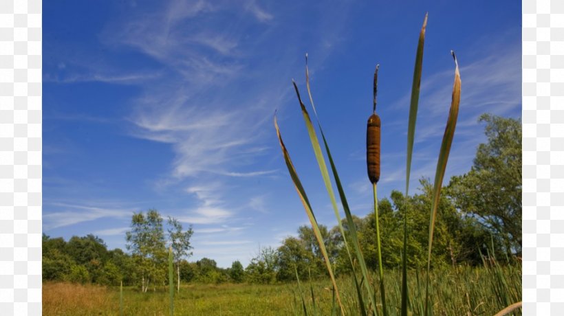 Ecoregion Prairie Field Museum Of Natural History Energy Grasses, PNG, 940x528px, Ecoregion, Cloud, Ecosystem, Energy, Family Download Free
