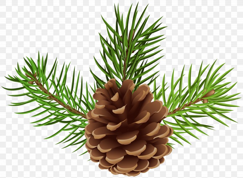 Conifer Cone Clip Art Image, PNG, 8000x5888px, Conifer Cone, Christmas Ornament, Cone, Conifer, Drawing Download Free