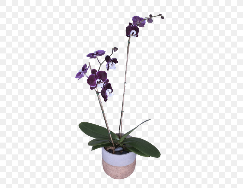 Flower Plant Violet Moth Orchid Moth Orchid, PNG, 582x633px, Flower, Flowerpot, Houseplant, Moth Orchid, Orchid Download Free