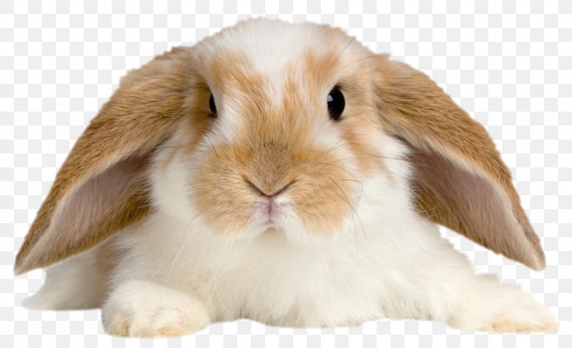 Holland Lop Rex Rabbit Netherland Dwarf Rabbit Tan Rabbit, PNG, 1033x629px, Domestic Rabbit, Animal Shelter, Cage, Cat, Cat Litter Trays Download Free
