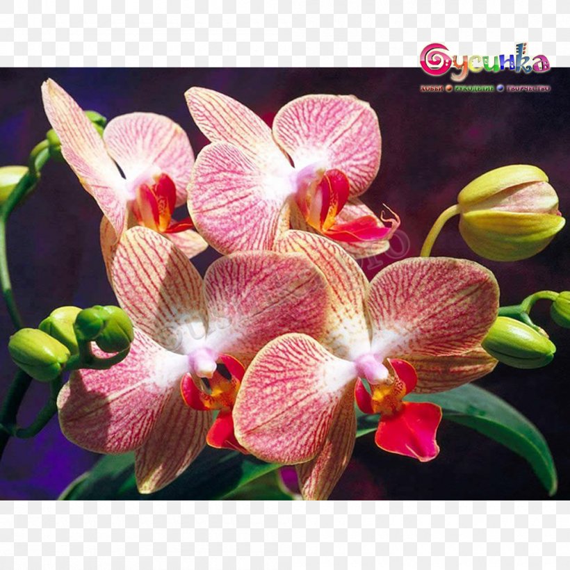 Houseplant Flowering Plant Moth Orchids, PNG, 1000x1000px, Plant, Cattleya, Dendrobium, Encyclia, Epiphyte Download Free