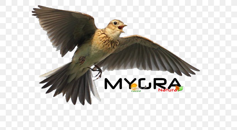 Hunting Songbird Italy Eurasian Skylark, PNG, 600x450px, Hunting, Animal, Animal Migration, Beak, Bird Download Free