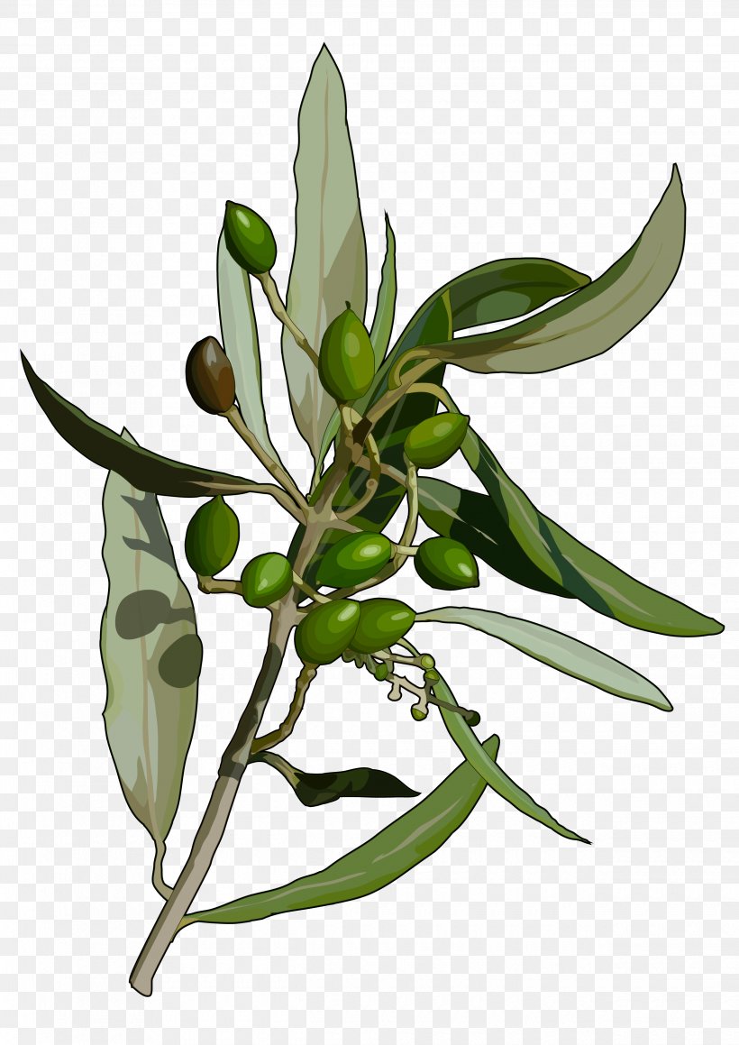 Olive Tree Leaf Flora De Canarias Abaksiaalsus, PNG, 2480x3508px, Olive, Abaksiaalsus, Branch, Canary Islands, Face Download Free