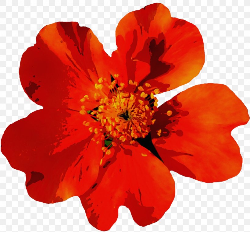 Orange, PNG, 1280x1191px, Watercolor, Cinquefoil, Coquelicot, Cut Flowers, Flower Download Free