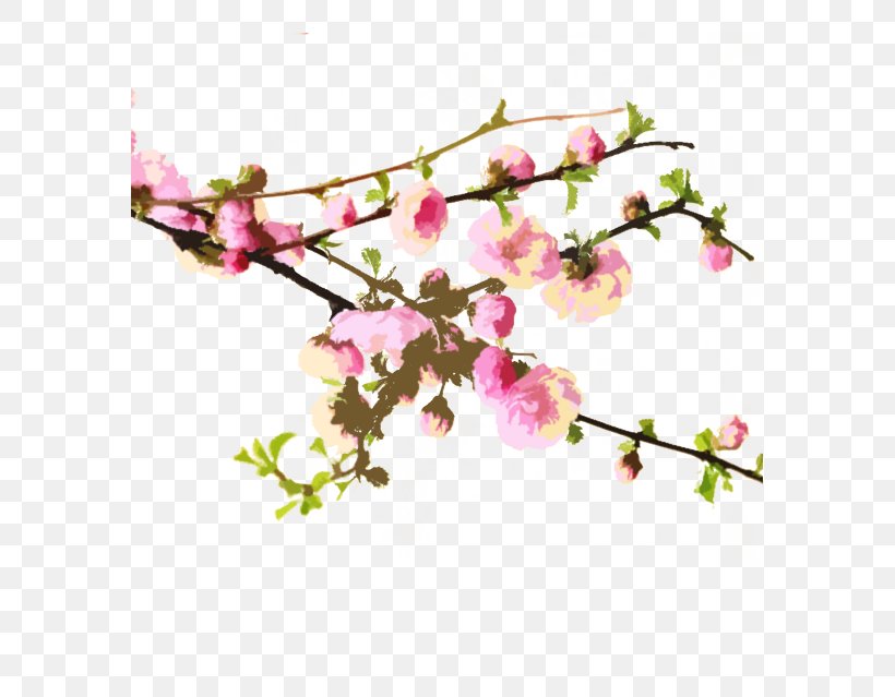 Cherry Blossom Peach Wallpaper, PNG, 579x639px, Cherry Blossom, Blossom, Branch, Designer, Drawing Download Free
