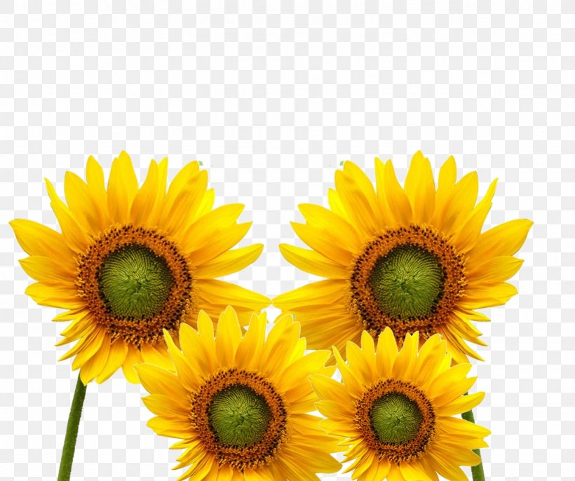 Common Sunflower Yellow Cartoon Icon, PNG, 1433x1200px, Common Sunflower, Asterales, Cartoon, Daisy Family, Flower Download Free