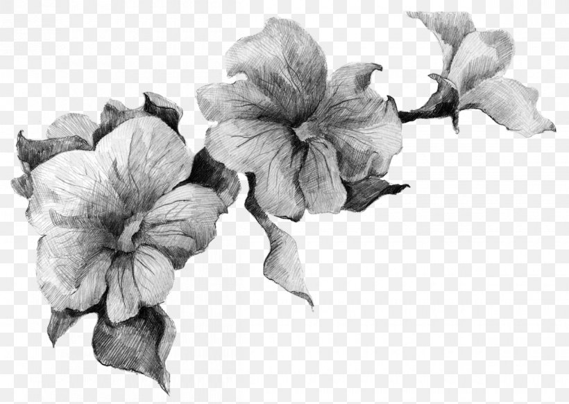 Drawing Petunia Stock Photography Flower, PNG, 1200x854px, Drawing, Artwork, Black And White, Cut Flowers, Flower Download Free