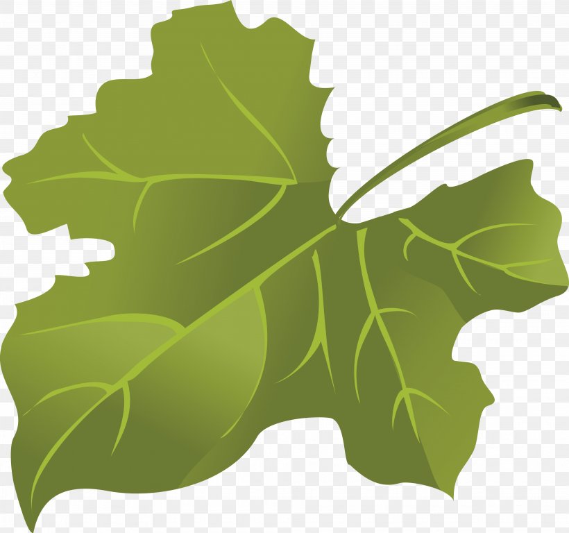 Maple Leaf Green, PNG, 4105x3845px, Leaf, Color, Computer Graphics, Computer Software, Flag Of Canada Download Free