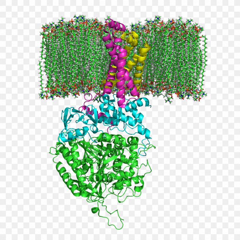 Succinate Dehydrogenase Citric Acid Cycle Succinic Acid Enzyme, PNG, 1620x1620px, Succinate Dehydrogenase, Citric Acid Cycle, Cofactor, Dehydrogenase, Electron Transport Chain Download Free