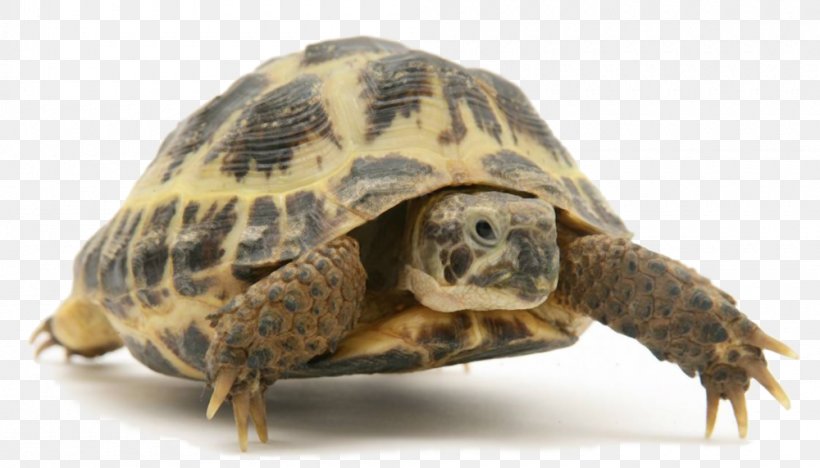 Turtle Reptile The Tortoise And The Hare Leopard Tortoise Asian Forest Tortoise, PNG, 1000x571px, Turtle, African Spurred Tortoise, Animal, Asian Forest Tortoise, Box Turtle Download Free